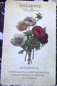 Botanical Inspirations Deck & Book Set